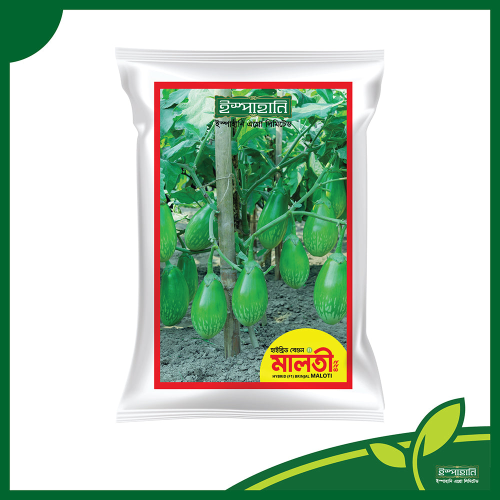 হাইব্রিড বেগুন-মালতী ৪২২(Maloti 422) | ইস্পাহানি এগ্রো লিমিটেড |সারা বছর চাষ যোগ্য