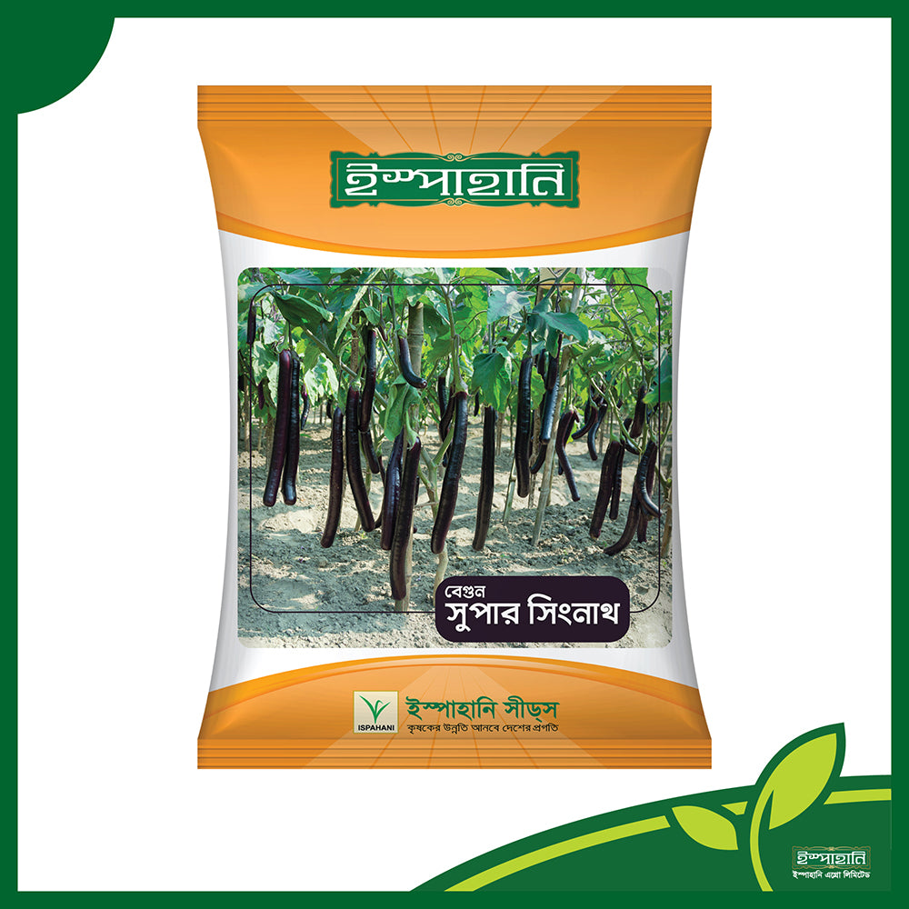 সুপার সিংনাথ (Super Singnath) হাইব্রিড বেগুন বীজ |ইস্পাহানি এগ্রো লিমিটেড| সারা বছর চাষ যোগ্য