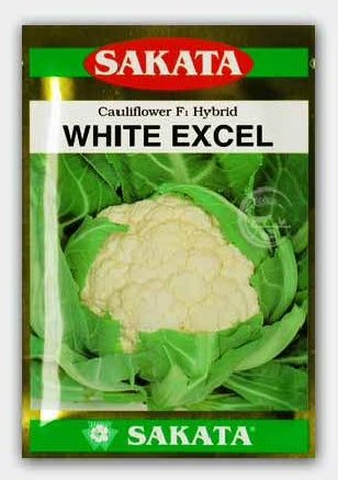 হাইব্রিড ফুলকপি -হোয়াইট এক্সেল (White exel)।মালিক সীডস