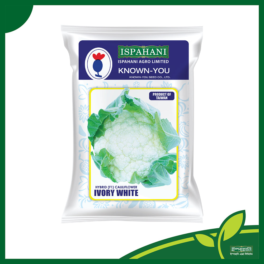 আইভরি হোয়াইট (Ivory White) - তাইওয়ানি আমদানিকৃত ফুলকপি বীজ | ইস্পাহানি এগ্রো লিমিটেড | ৬০-৬৫ দিনে ফসল