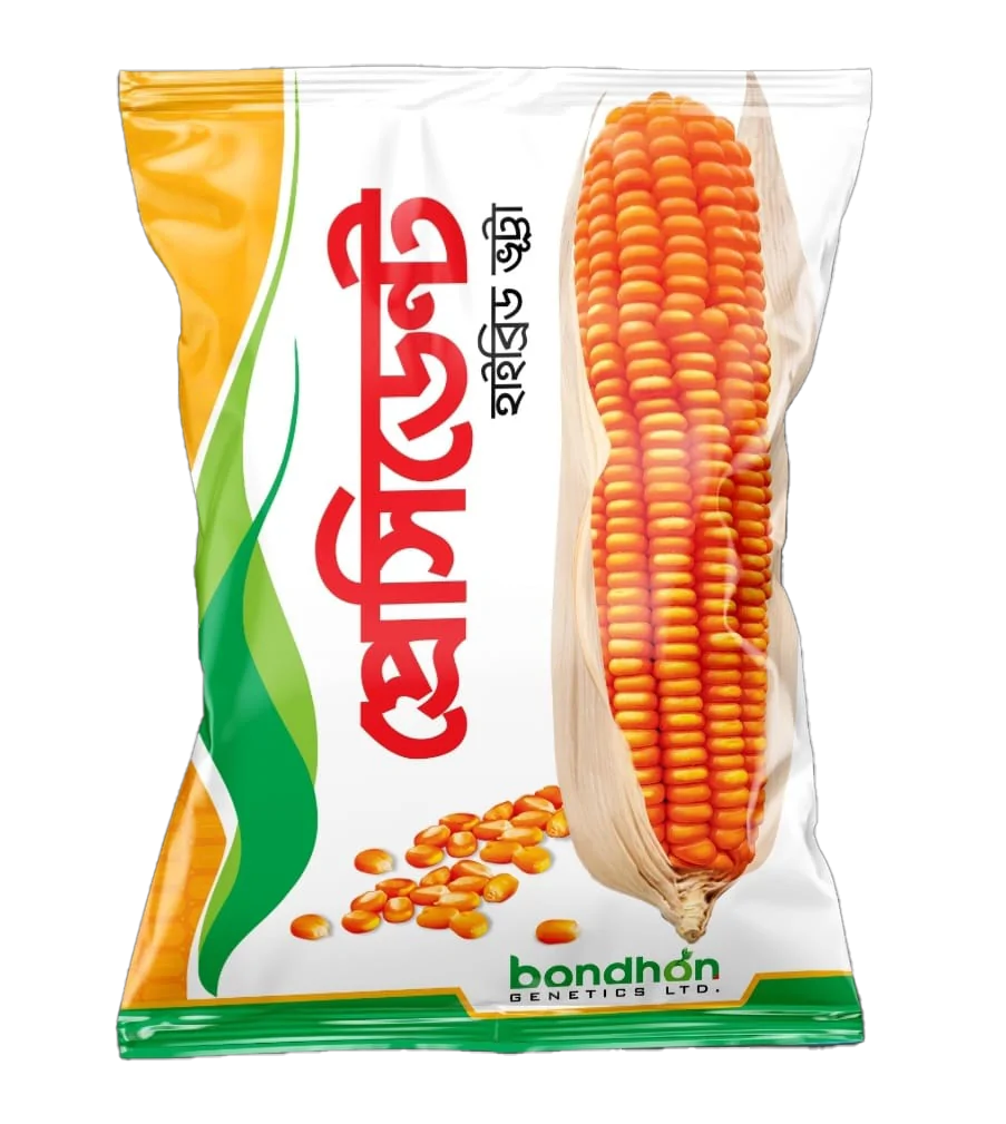 হাইব্রিড ভূট্রা-প্রেসিডেন্ট ।বন্ধন সীডস।Hybrid maize-president । Bondhon seeds