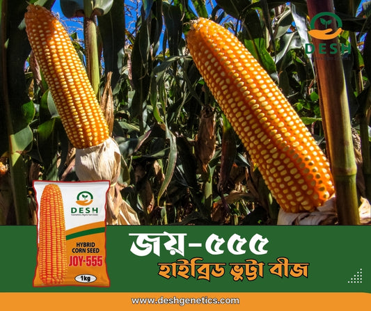 হাইব্রিড ভূট্টা- জয়-৫৫৫।জেনেটিক্স এগ্রো।Hybrid Maize-Joy 555।Genetics Agro