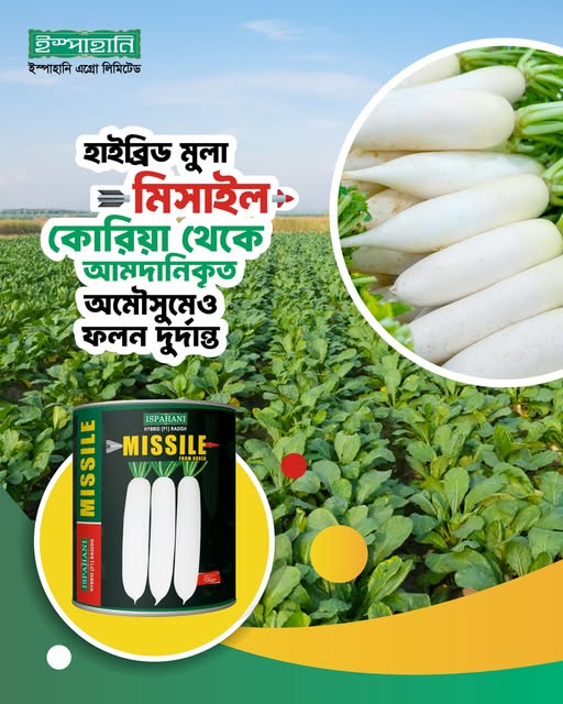 মিসাইল(Missile) হাইব্রিড মূলা বীজ |ইস্পাহানি এগ্রো লিমিটেড| কোরিয়া থেকে আমদানিকৃত | ৩০-৩৫ টন ফলন প্রতি একরে