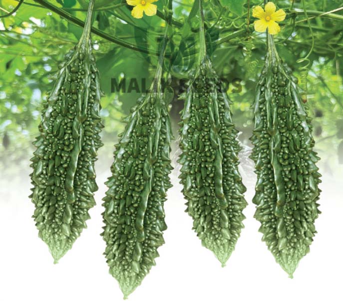 হাইব্রিড মাঝারি করলা-আপন।এ আর মালিক সীডস।Hybrid Bitter Gourd-Apon।AR Malik Seeds
