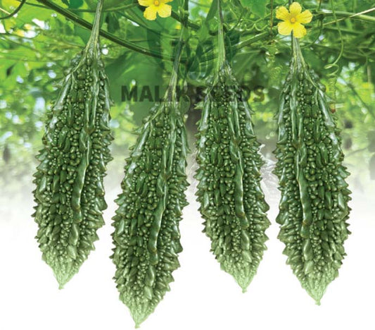 হাইব্রিড মাঝারি করলা-আপন।এ আর মালিক সীডস।Hybrid Bitter Gourd-Apon।AR Malik Seeds