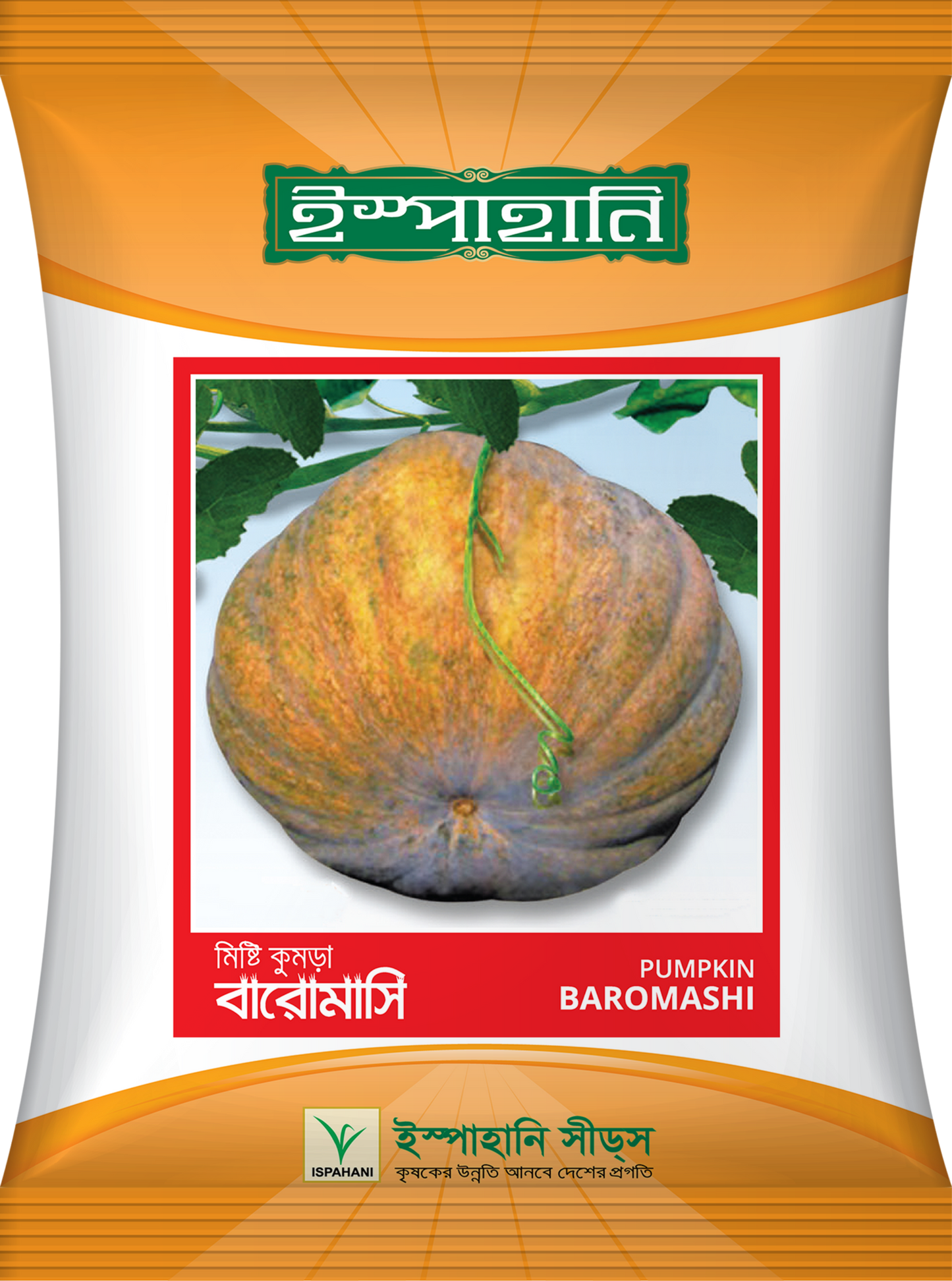 হাইব্রিড মিষ্টিকুমড়া বারোমাসি