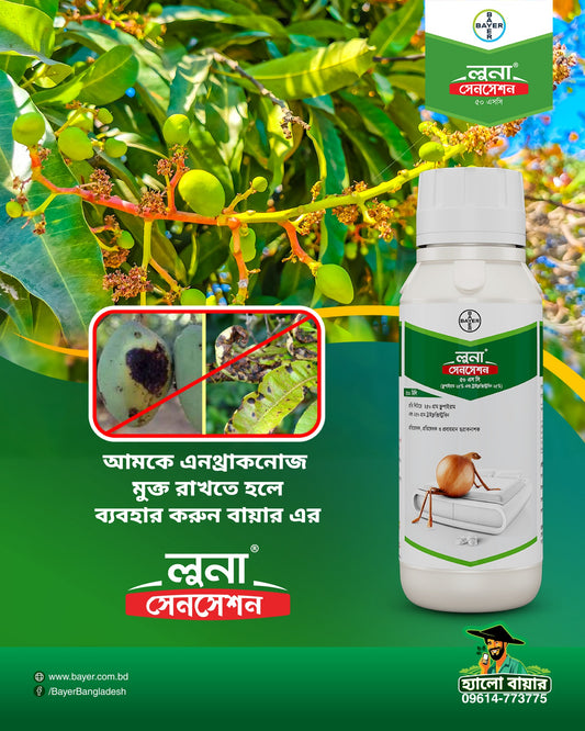 লুনা সেনসেশন