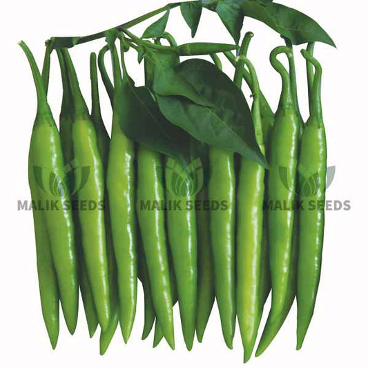 হাইব্রিড মরিচ-বিজলী প্লাস।এ আর মালিক সীডস।Hybrid Chili-Bijlee Plus।AR Malik Seeds