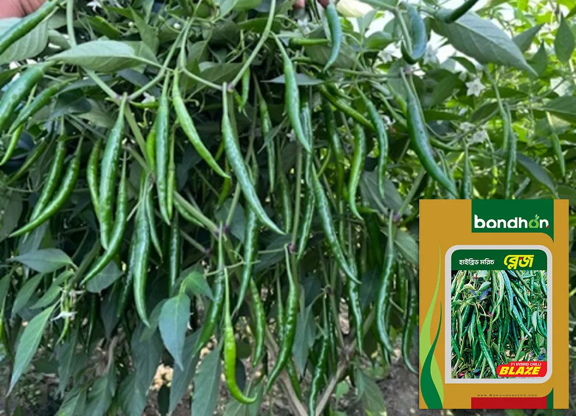 হাইব্রিড মরিচ- ব্লেজ ।বন্ধন সীডস । hybrid chilli - Blaze। Bondhon seeds