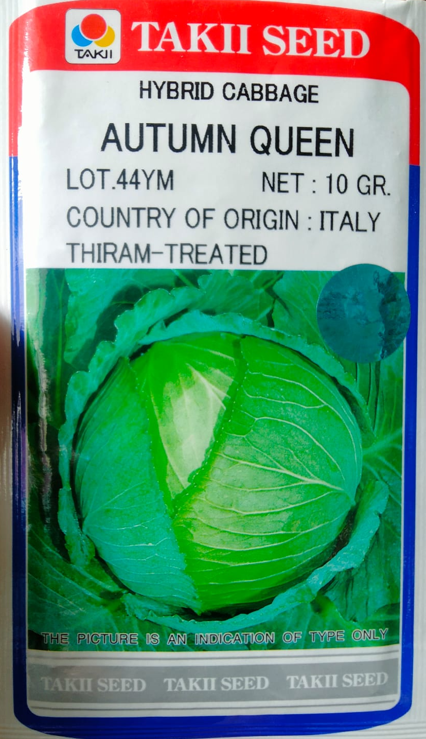 অটাম কুইন F1 হাইব্রিড বাঁধাকপি বীজ | চ্যাপ্টা ধরনের