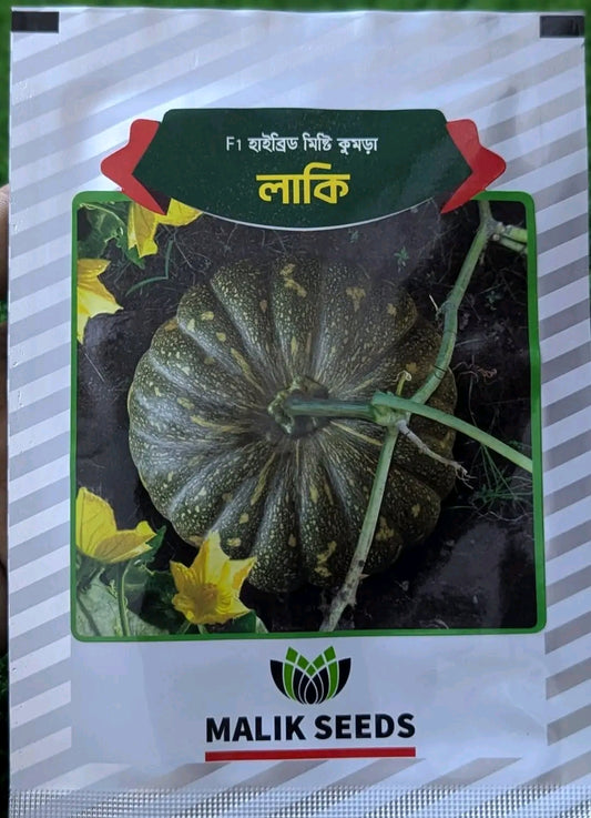 হাইব্রিড মিষ্টি কুমড়া- লাকি। এ আর মালিক সীডস ।Hybrid Pumpkin-Lucky।AR Malik Seeds