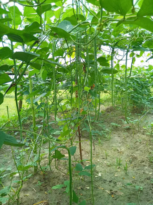 বরবটি- বিজিএল-২৪৮