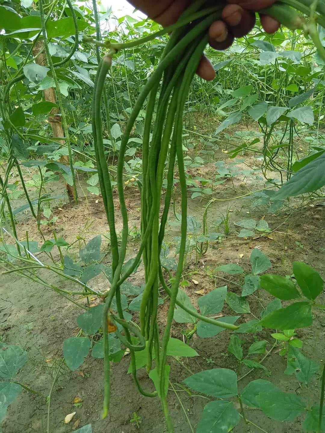 বরবটি- বিজিএল-২৪৮