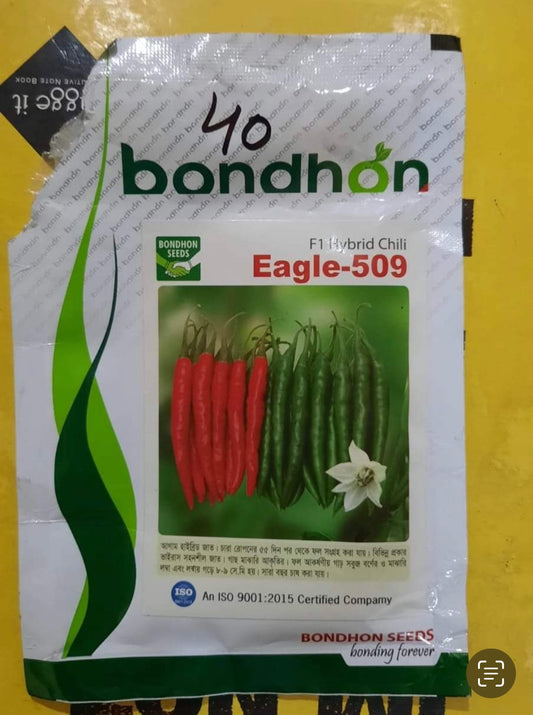 হাইব্রিড মরিচ- ঈগল ৫০৯ ।বন্ধন সীডস। hybrid chilli -Eagle 509। Bondhon seeds