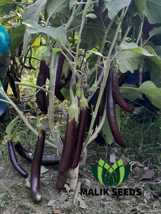 হাইব্রিড বেগুন- কিং কোবরা।এ আর মালিক সীডস।Hybrid Brinjal King Kobra।AR Malik Seeds