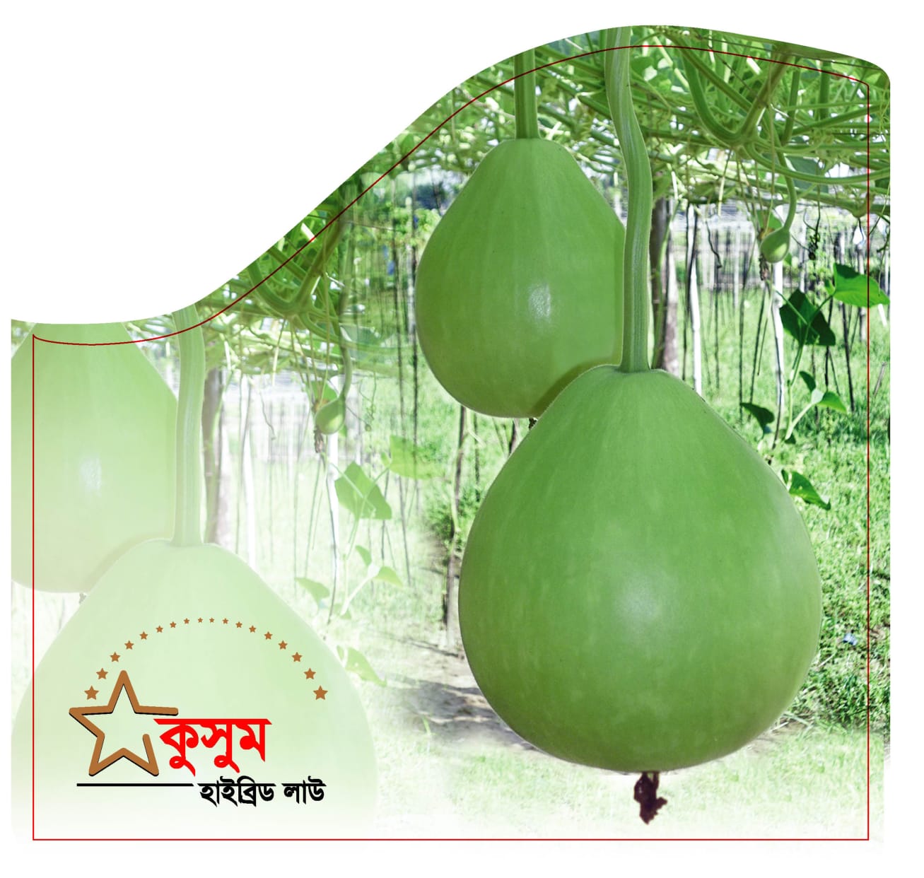 হাইব্রিড লাউ কুসুম।এ সি আই সীড।Hybrid Bottle Groud-Kusum।ACI Seed