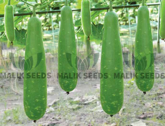 হাইব্রিড লাউ-সুপার গ্রীন। এ আর মালিক সীডস ।Hybrid Bottle Gourd-Super Green।AR Malik Seeds