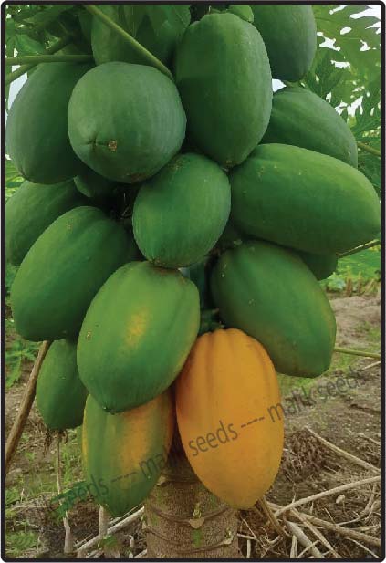 হাইব্রিড পেঁপে-সুইটি।এ আর মালিক সীডস ।Hybrid Papaya-Sweety।AR Malik Seeds