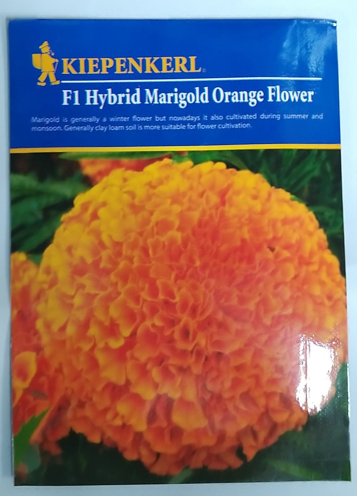 হাইব্রিড গাঁদা অরেঞ্জ ফ্লাওয়ার