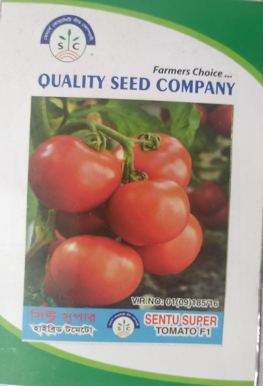সিন্টু সুপার হাইব্রিড টমেটো