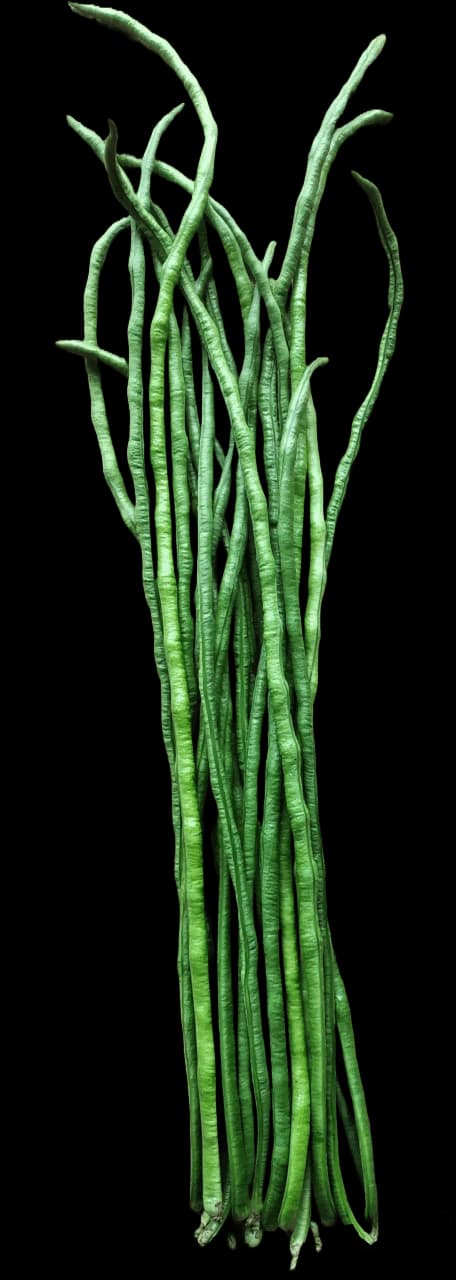 বরবটি- বিজিএল-১৪৮।বন্ধন সীডস। Yard long Bean BGL 148। Bondhon seeds