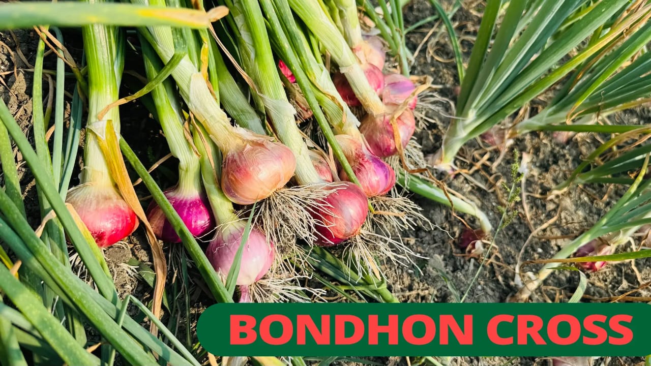 দেশী পেঁয়াজ- বন্ধন ক্রস।বন্ধন সীডস । Native Onion-Bondhon Cross। Bondhon seeds