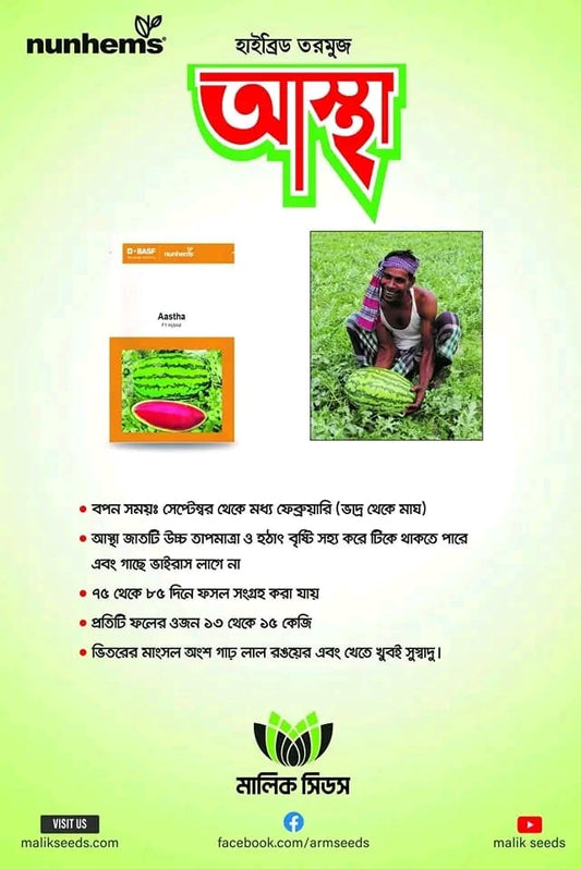 হাইব্রিড তরমুজ-আস্তা।এ আর মালিক সীডস।Hybrid Watermelon-Aastha।AR Malik Seeds