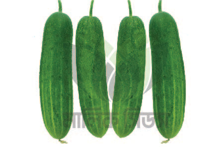 হাইব্রিড শসা-জাদু ।এ আর মালিক সীডস।Hybrid Cucumber-Jaadu।AR Malik Seeds
