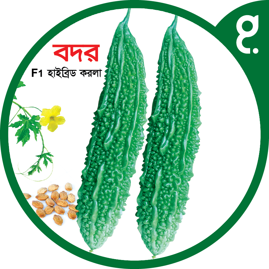 বদর-হাইব্রিড করলা বীজ|বীজপাতা|Badar-Bitter Gourd Seed|Bizpata