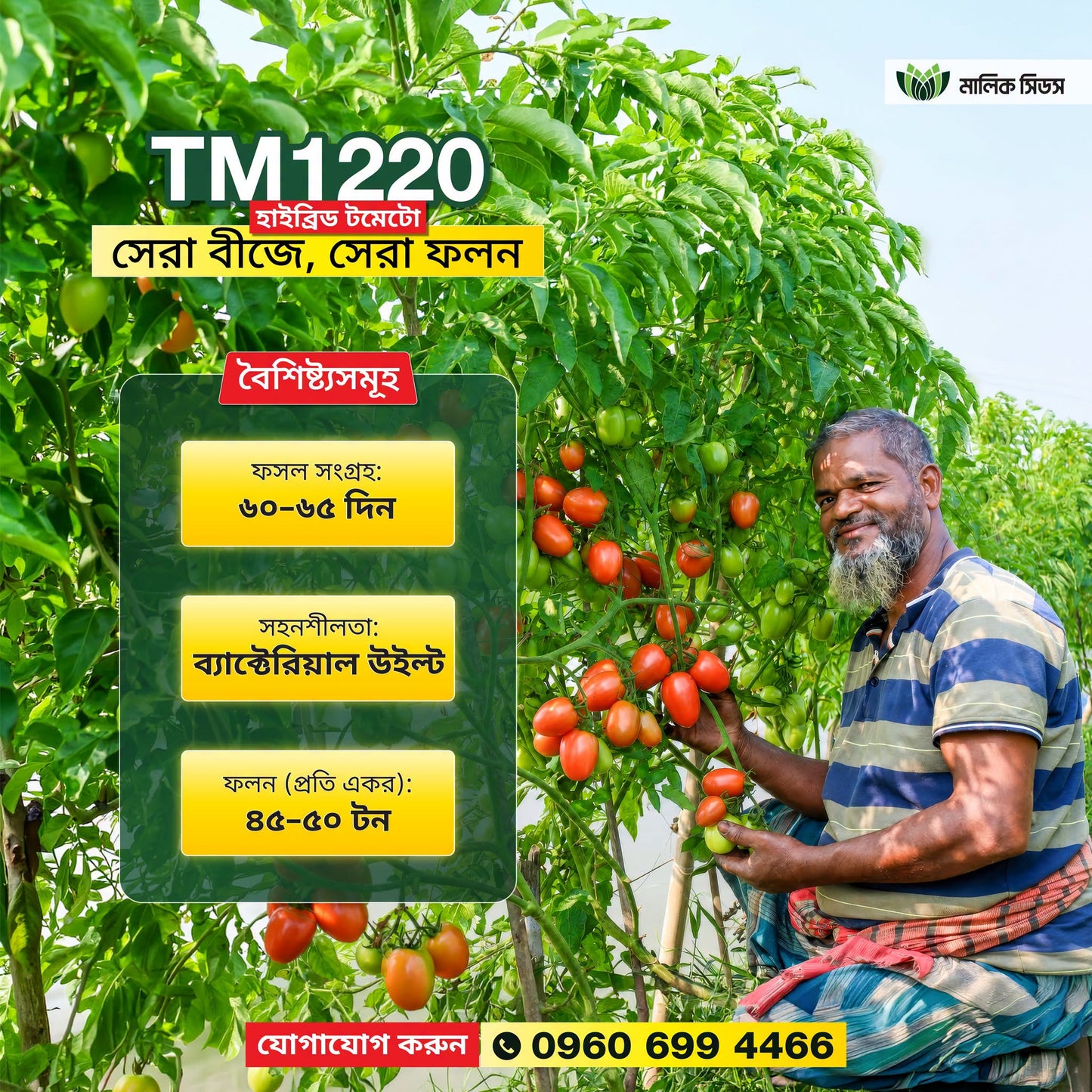 Malik Seeds hybrid tomato tm 1220 product info image on Halal Agro Tech