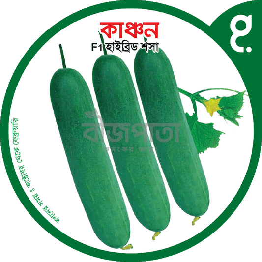 কাঞ্চন-হাইব্রিড শসা বীজ|বীজপাতা|Kanchan-Cucumber Seed|Bizpata