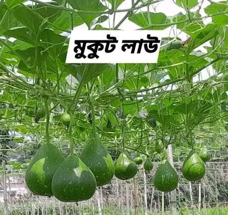 হাইব্রিড লাউ-মুকুট। এ আর মালিক সীডস ।Hybrid Bottle Gourd-mukut।AR Malik Seeds