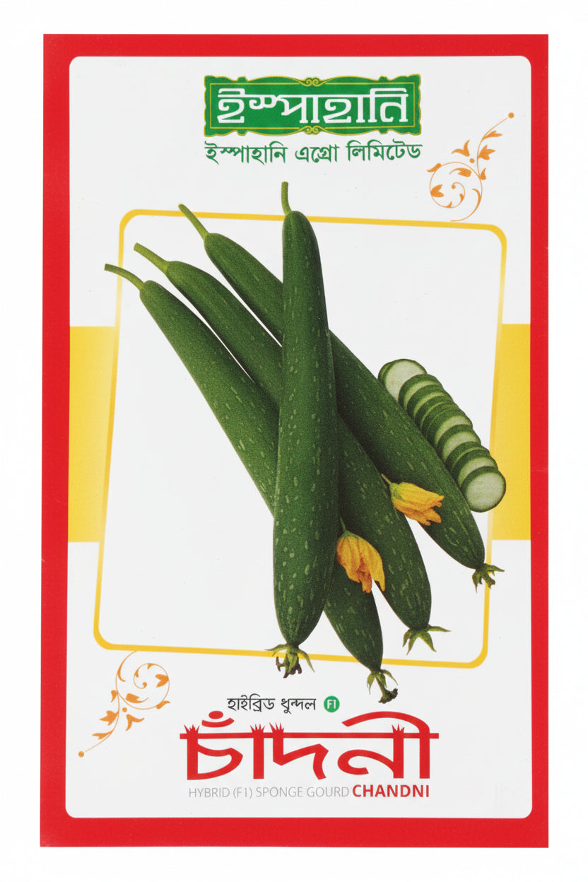 চাঁদনী-হাইব্রিড ধুন্দল বীজ|ইস্পাহানি এগ্রো|Chandni-Hybrid Sponge Gourd Seed|Ispahani Agro