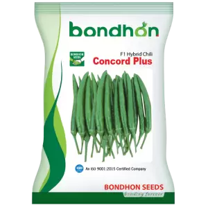 হাইব্রিড মরিচ- কনকর্ড প্লাস- হালাল এগ্রো ফার্ম - Hybrid-chilli-concord-plus- Halal Agro Farm
