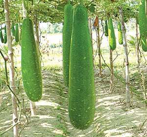 হাইব্রিড লাউ বীজ-নিকো|লালতীর|Hybrid Bottle Groud Seed-Nico|Lal Teer