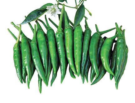 সনিক হাইব্রিড মরিচ - হালাল এগ্রো ফার্ম - Sonic Hybrid Chilli Seed - Halal Agro Farm
