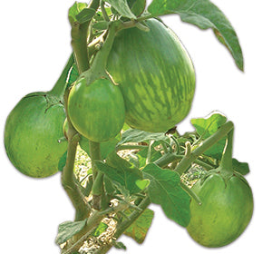 পার্থিব হাইব্রিড বেগুন - হালাল এগ্রো ফার্ম - Parthib Hybrid Eggplant Seed - Halal Agro Farm