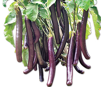 পার্পল কিং হাইব্রিড বেগুন - হালাল এগ্রো ফার্ম - Purple King Hybrid Eggplant Seed - Halal Agro Farm