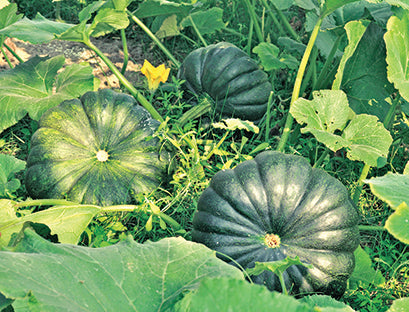সুইটি হাইব্রিড কুমড়া - হালাল এগ্রো ফার্ম - Sweety pumpkin Seed - Halal Agro Farm