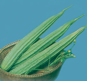 হিরো হাইব্রিড ঝিঙ্গা - হালাল এগ্রো ফার্ম -Hero Hybrid Ridge Gourd Seed - Halal Agro Farm