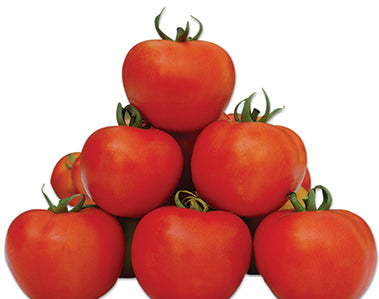 মিন্টু হাইব্রিড টমেটো - হালাল এগ্রো ফার্ম - Mintoo tomato Seed - Halal Agro Farm
