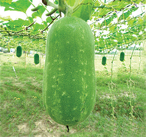 জুপিটার হাইব্রিড চালকুমড়া - হালাল এগ্রো ফার্ম - Jupiter Wax Gourd Seed - Halal Agro Farm