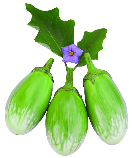 হাইব্রিড বেগুন-গ্রীন বল।এ আর মালিক সীডস।Hybrid Brinjal-Green Ball।AR Malik Seeds