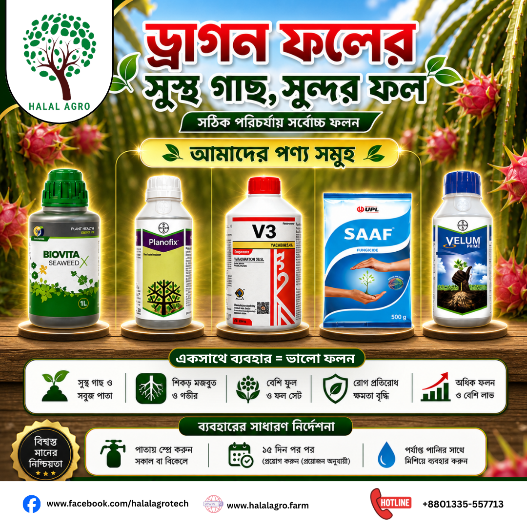 ড্রাগন ফল চাষ পদ্ধতি
