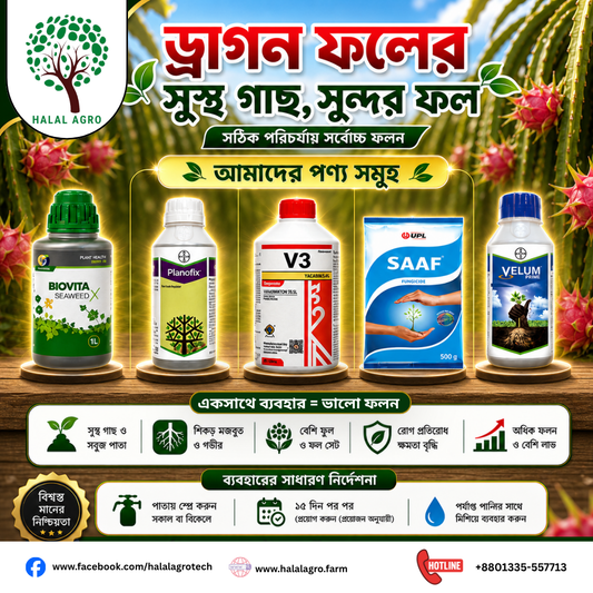 ড্রাগন ফল চাষ পদ্ধতি