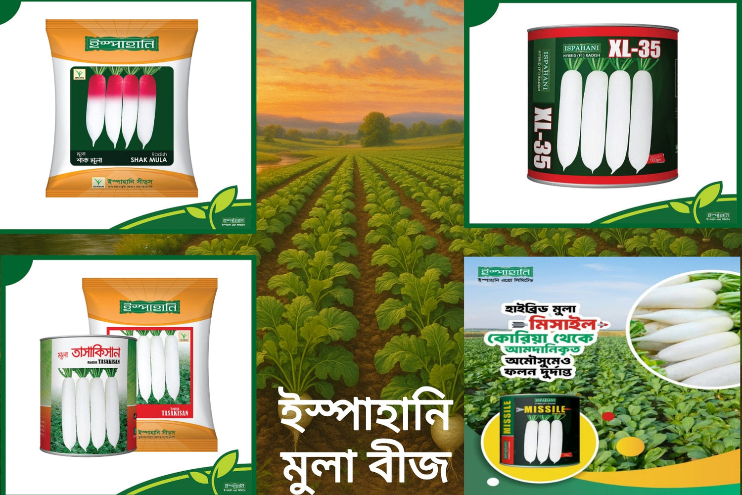 Ispahani Radis Seed