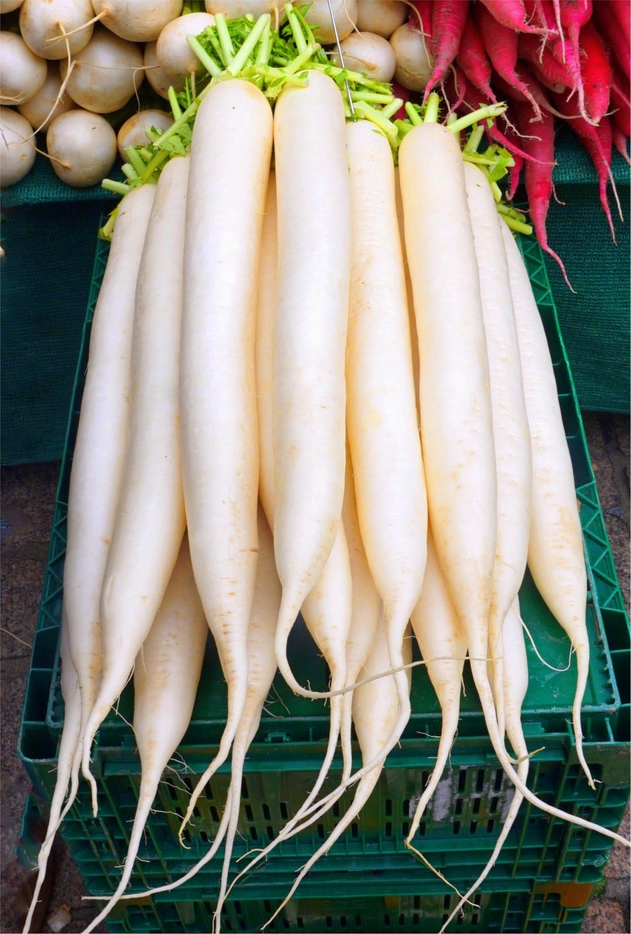 মূলা বীজ