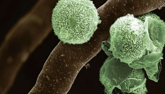 ছত্রাকনাশক