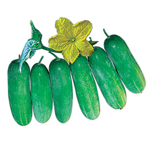 শসা - হালাল এগ্রো ফার্ম - cucumber - Halal Agro Farm