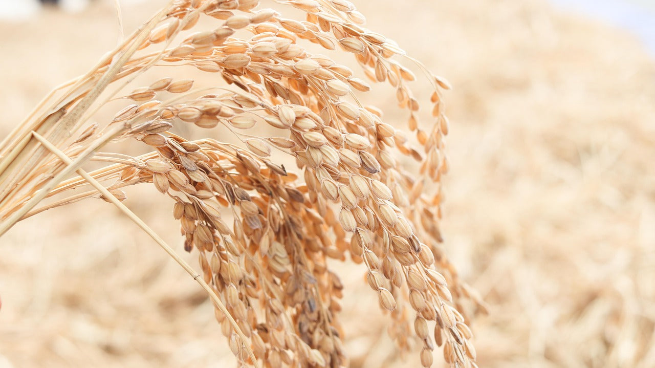ধান - হালাল এগ্রো টেক - rice-seed - Halal Agro Tech
